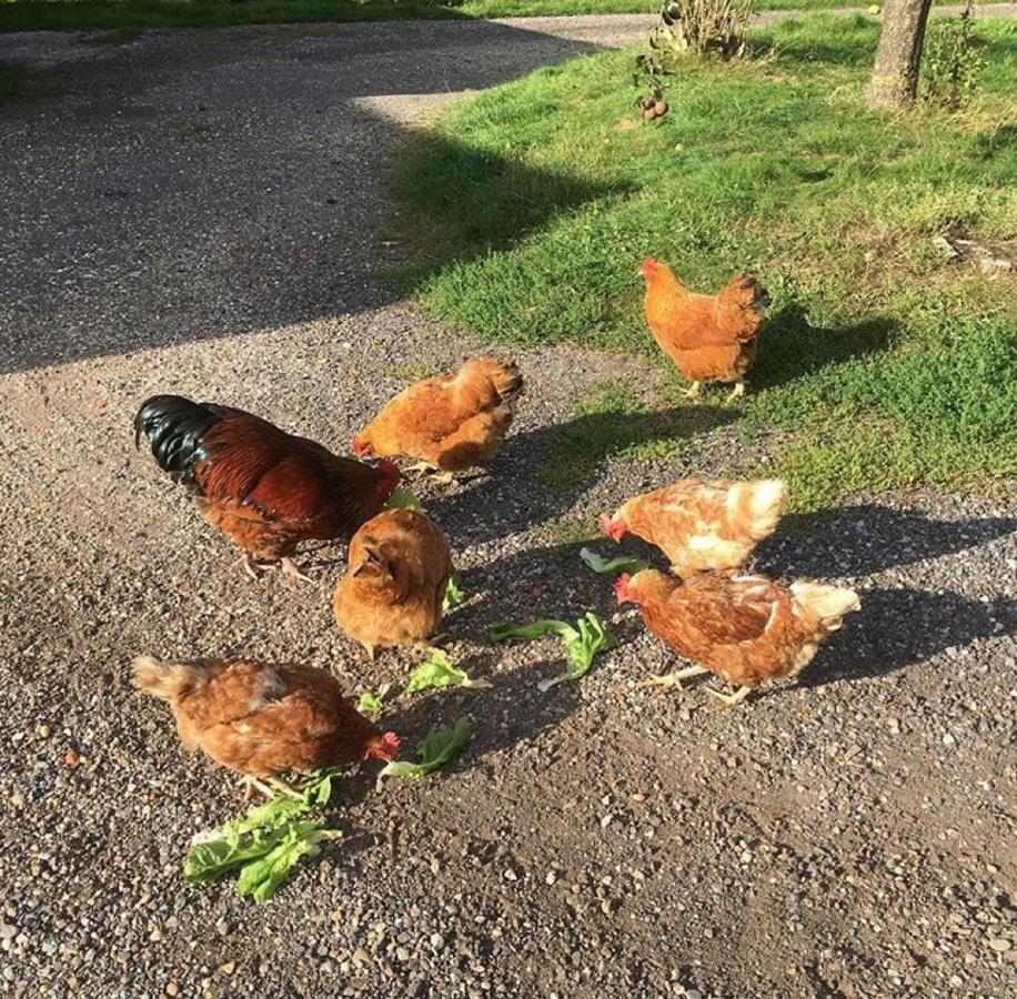 Bed and Breakfast Onder De Boom Gerkesklooster Zewnętrze zdjęcie