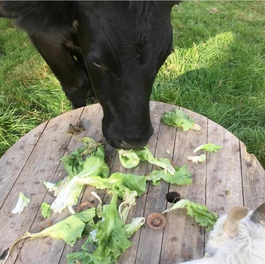 Bed and Breakfast Onder De Boom Gerkesklooster Zewnętrze zdjęcie